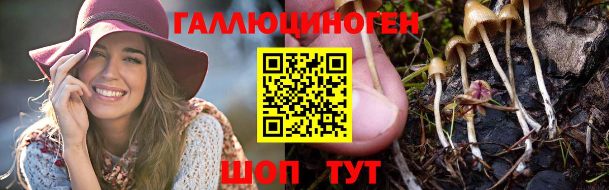 Псилоцибиновые грибы мицелий Городец